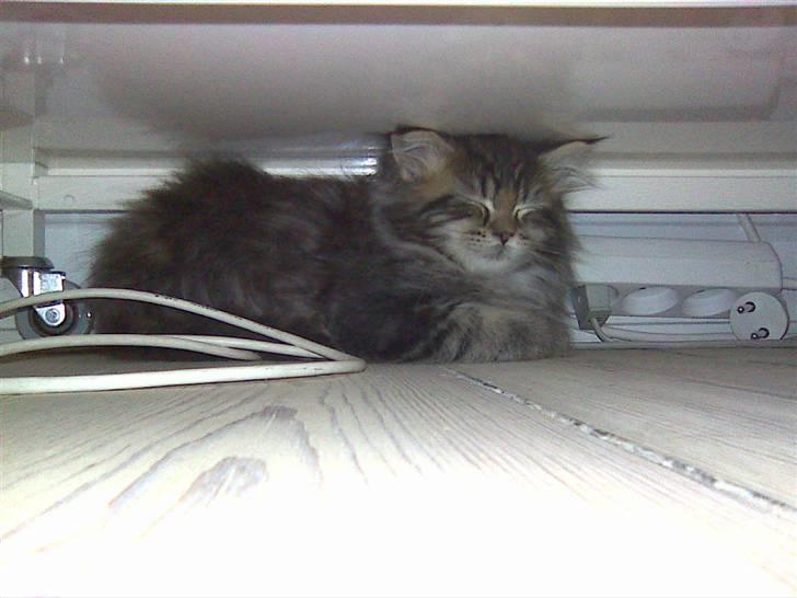 Maine Coon Monrad billede 7