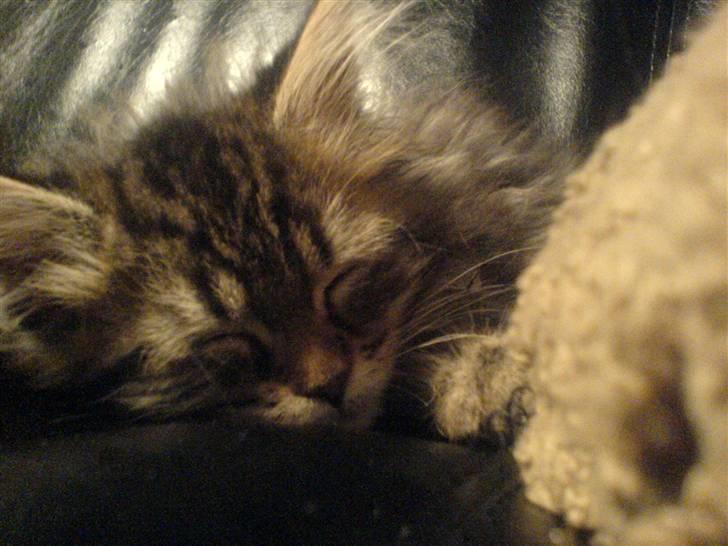 Maine Coon Monrad billede 8