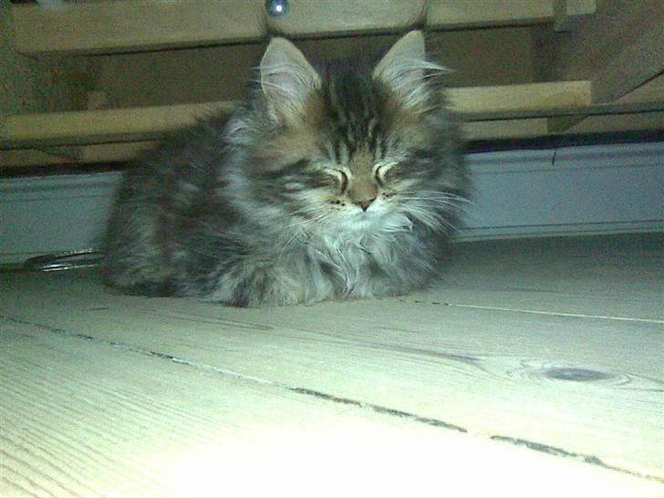 Maine Coon Monrad - De siger at killinger sover meget, men puha hvor jeg sover rigtig meget :-)  billede 9