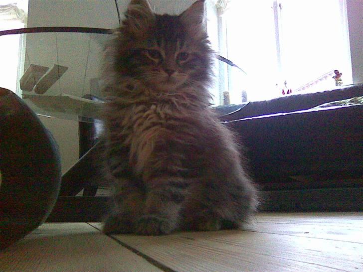 Maine Coon Monrad billede 10