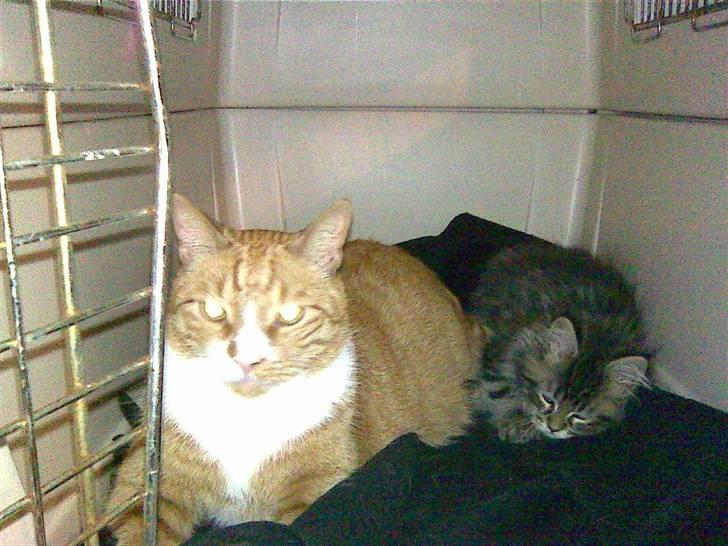 Maine Coon Monrad - Hvor vi hygger i transportkassen billede 11