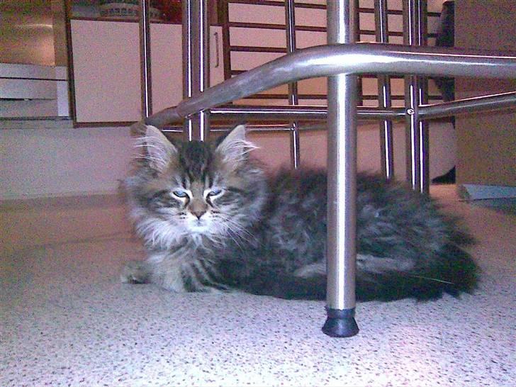 Maine Coon Monrad - Her ligger jeg da dejligt!  billede 12