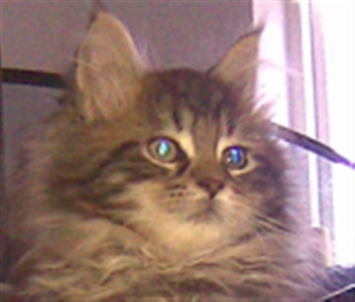 Maine Coon Monrad billede 13