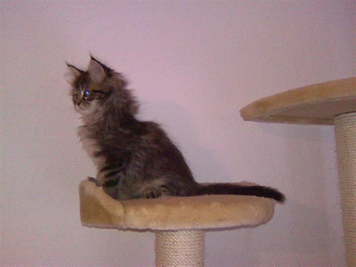 Maine Coon Monrad billede 14
