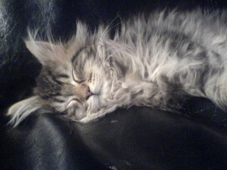 Maine Coon Monrad billede 15