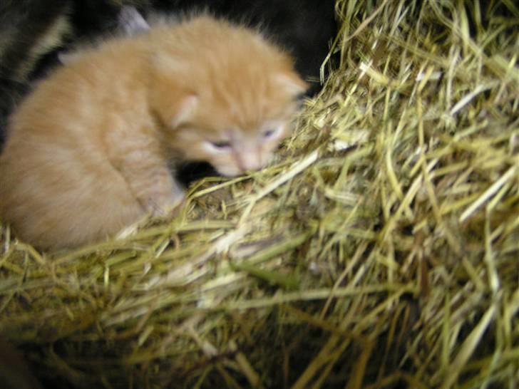 Huskat Garfield billede 7