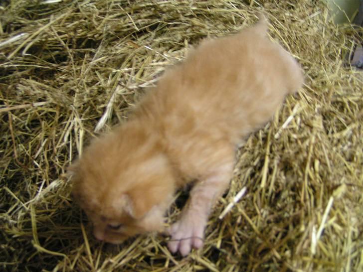 Huskat Garfield billede 8