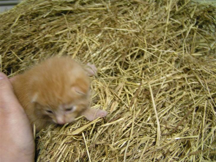 Huskat Garfield billede 9