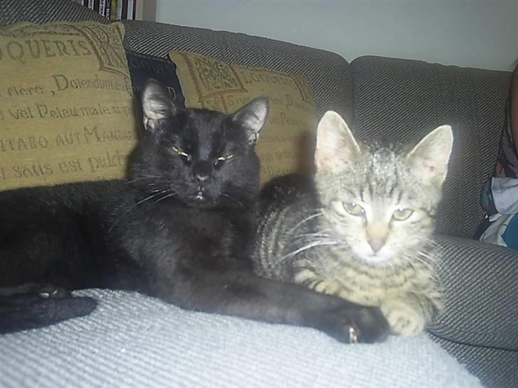 Blanding af racer Fister himmelkat - Hygger med baby Lasy billede 16