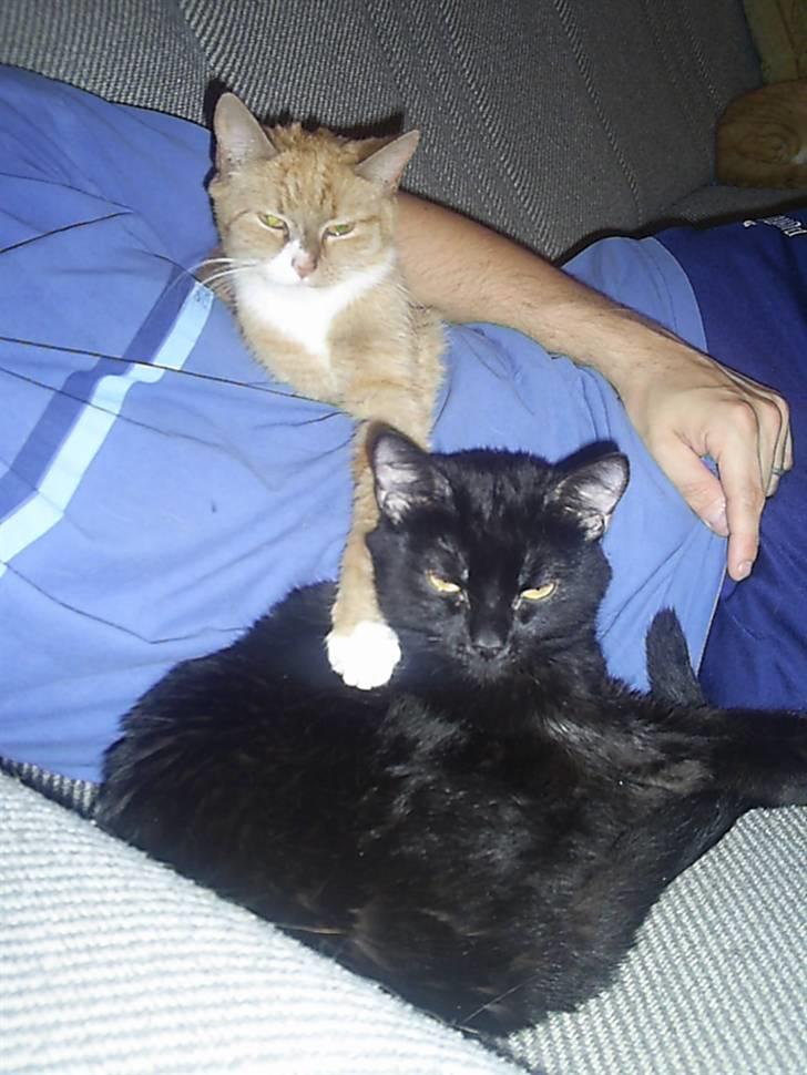 Blanding af racer Fister himmelkat - Putter hos far sammen med BamseLine mmmmh billede 17