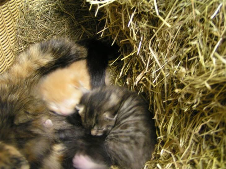 Huskat Mille billede 7