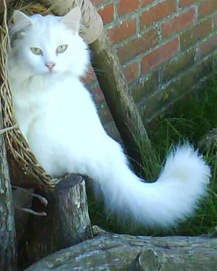 Blanding af racer Albert - Albert 2008...smuksak :-) billede 1