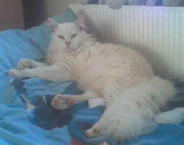 Blanding af racer Albert - Albert 2008.."tar li en slapper" :-) billede 2