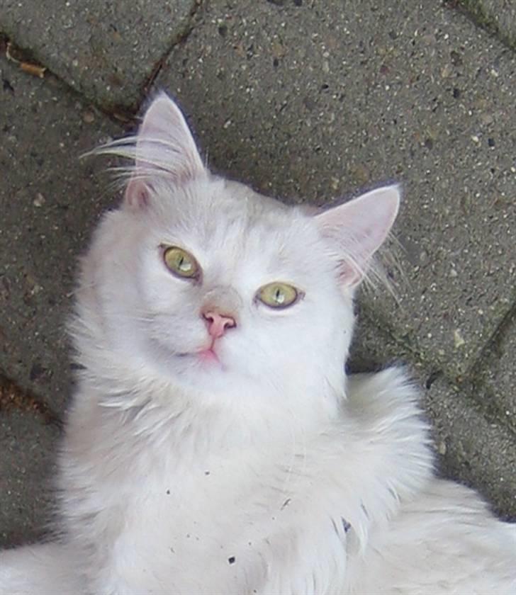 Blanding af racer Albert - Albert 2006..."jeg er søøøøød" :-)) billede 3