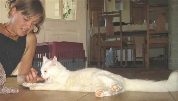 Blanding af racer Albert - 2006.."rolig nu ska bare smage" :-) billede 4