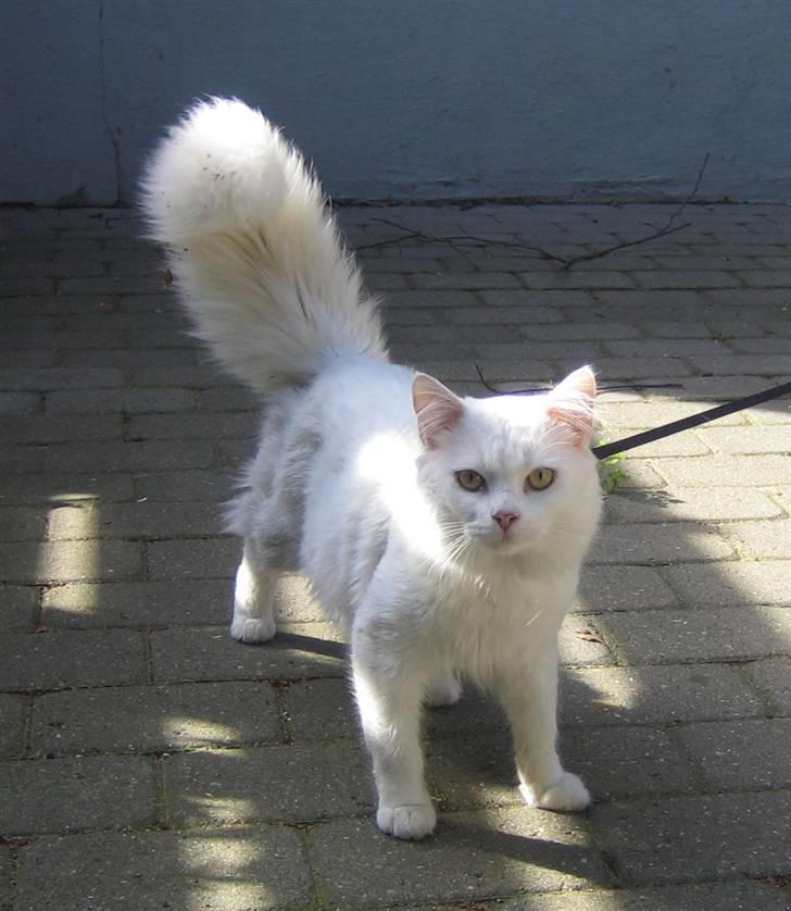 Blanding af racer Albert - Albert 2006...."ude på narrestreger" :-)) billede 5