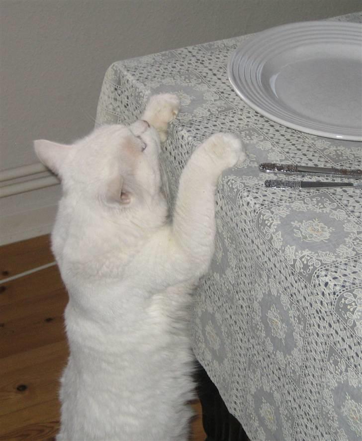 Blanding af racer Albert - Albert 2006...."mon der noget spændende på bordet" :-) billede 6