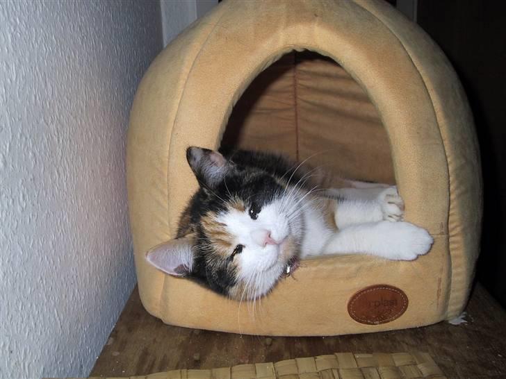 Blanding af racer Billis billede 20