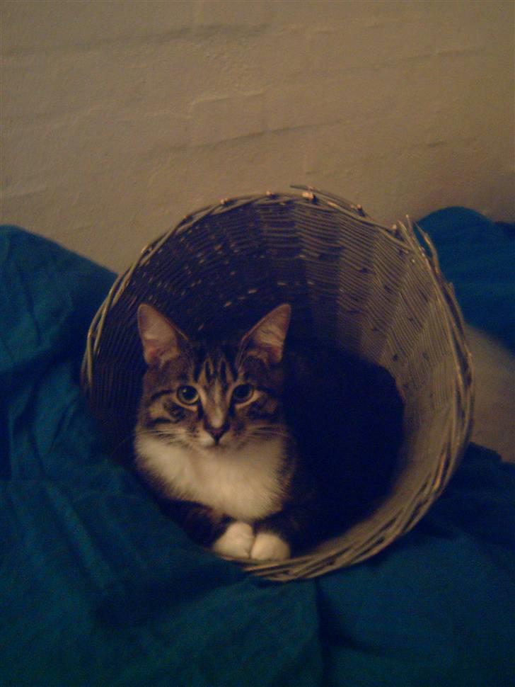 Huskat Mivsen billede 1