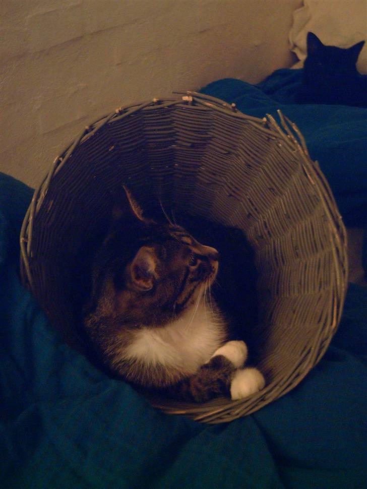 Huskat Mivsen billede 2