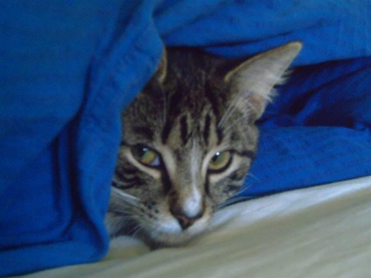 Huskat Mivsen billede 3