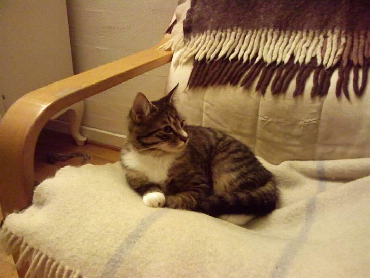 Huskat Mivsen billede 4