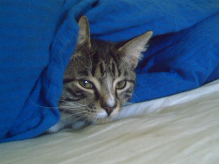 Huskat Mivsen billede 5