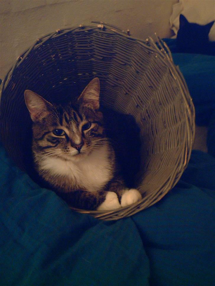 Huskat Mivsen billede 6