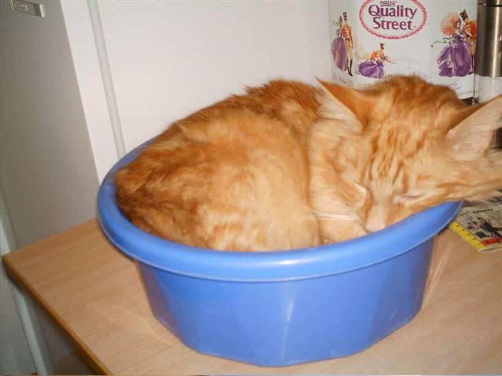 Blanding af racer Garfield billede 18