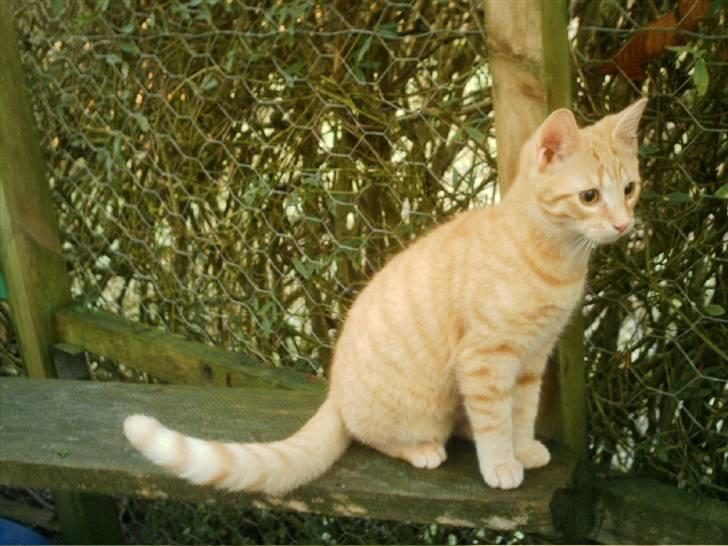 Blanding af racer Simba billede 16