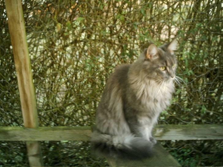 Maine Coon  Wicca shaicoona Caya billede 14