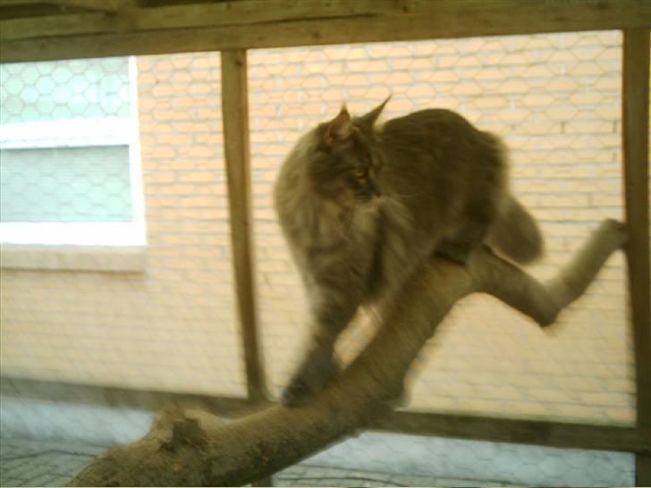 Maine Coon  Wicca shaicoona Caya billede 15