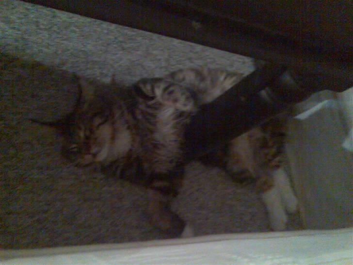 Norsk Skovkat Rofus - Lille skat, du sover altså de mest mærkelige steder! <´3 billede 17