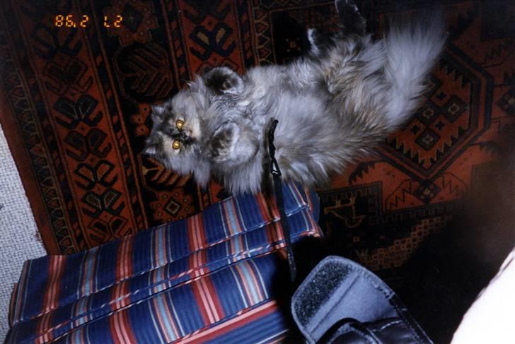 Perser Victoria-Hope Golden Stat - Mig i mine unge dage billede 12