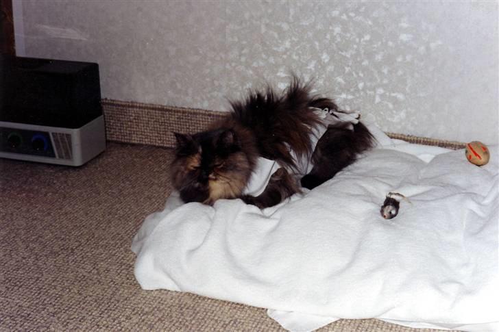 Perser Victoria-Hope Golden Stat - Her er jeg lige bleve opereret  billede 13