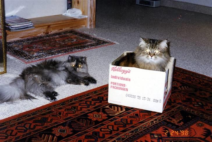 Perser Victoria-Hope Golden Stat - øv hun kom først billede 14