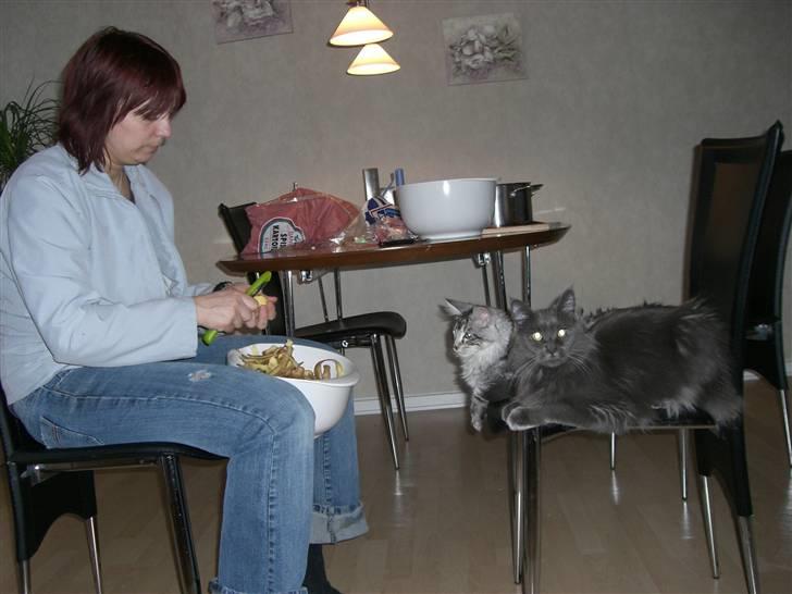 Maine Coon trille billede 18