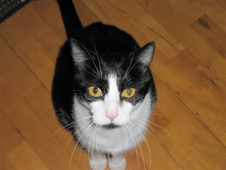 Huskat Loki  - Loki prøver at forstå hvad jeg siger til ham :-) billede 1