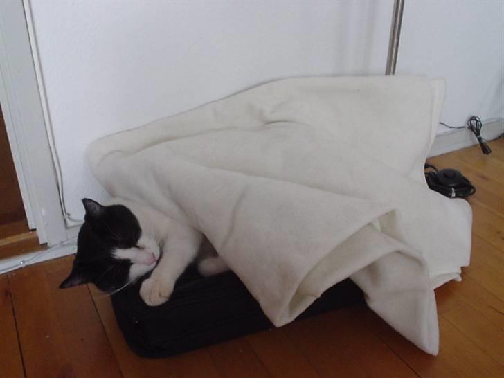 Huskat Loki  - Loki elsker at putte :-) billede 2