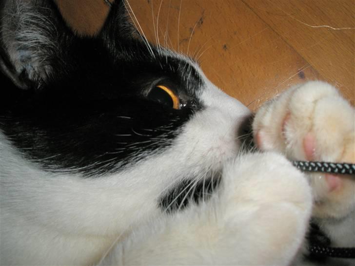 Huskat Loki  billede 3