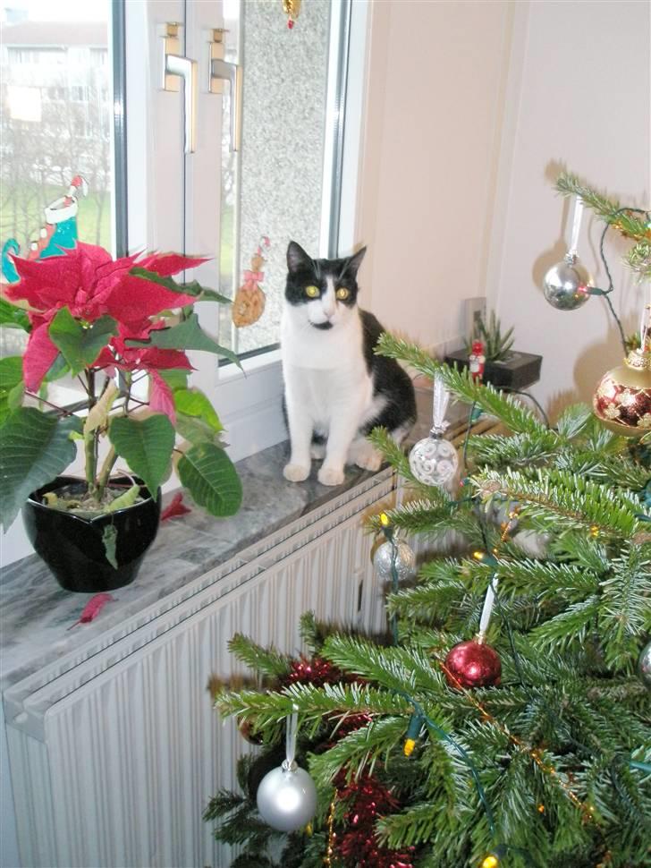 Huskat Loki  - Loki er vild med julen og elsker at side ved og under jule træet. billede 4