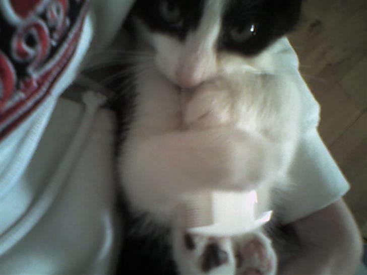 Huskat Loki  - Loki da han var 8 uger gammel  billede 5