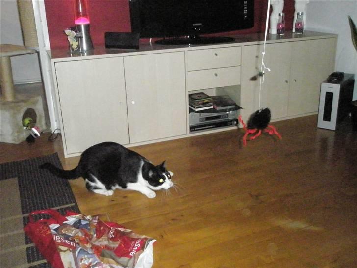 Huskat Loki  - Loki skal til og springe efter hans edderkoplegetøj. billede 6