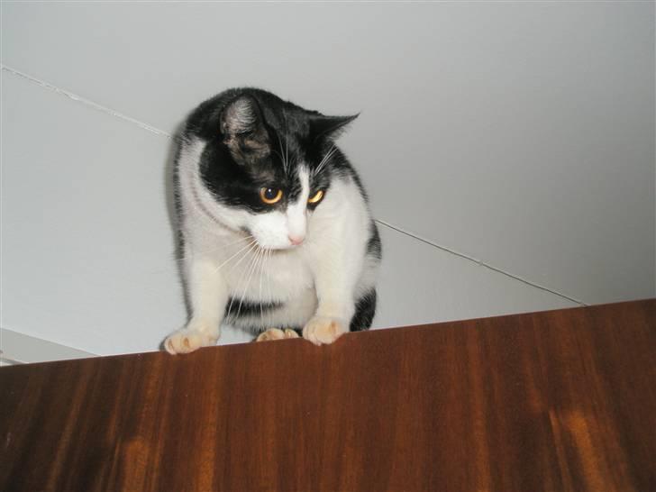 Huskat Loki  - Lok er vild med at klatre på vores døre, jo højere jo bedre :-) Bare ikke altid han kan finde ud af at komme ned igen, så kalder han på os og venter på vi hjælper ham ned. :-) billede 7