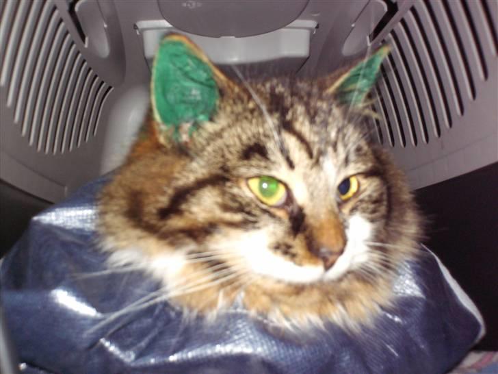 Blanding af racer Kis billede 8