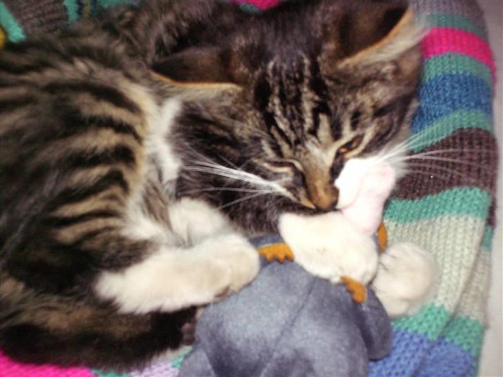 Blanding af racer Kis billede 9