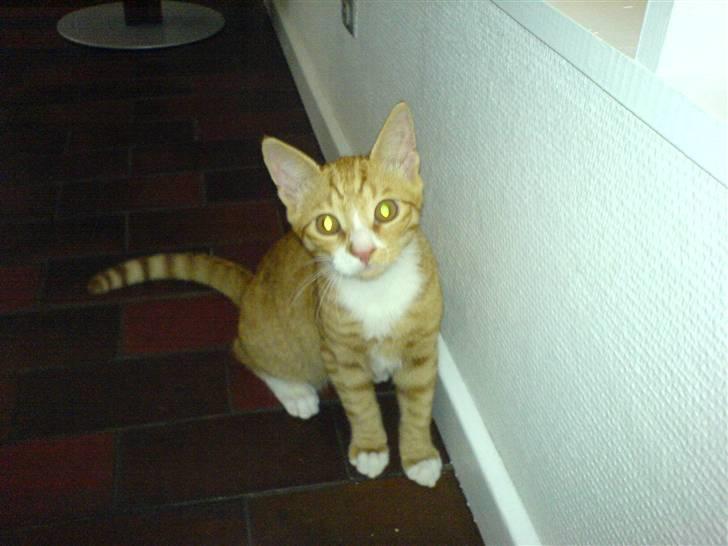 Huskat Mushi - Sikke tynd jeg var... Suk...   billede 2