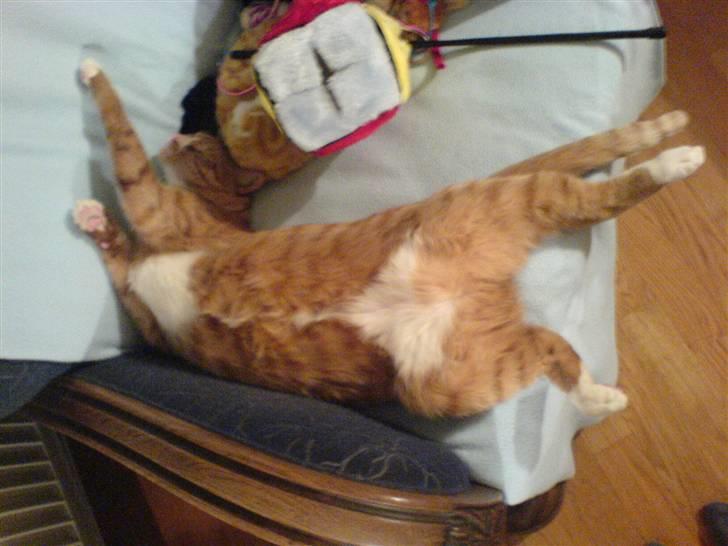 Huskat Mushi billede 4