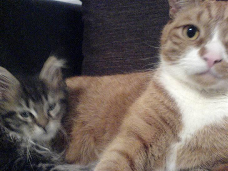 Huskat Mushi billede 5