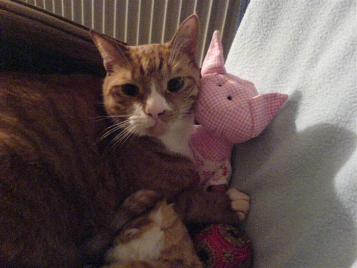 Huskat Mushi billede 6